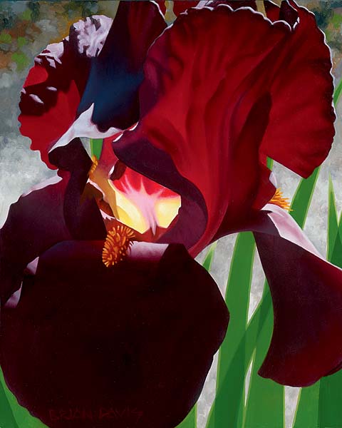 BRIAN DAVIS ARTIST Deep Red Iris Aflame by Artist Brian Davis