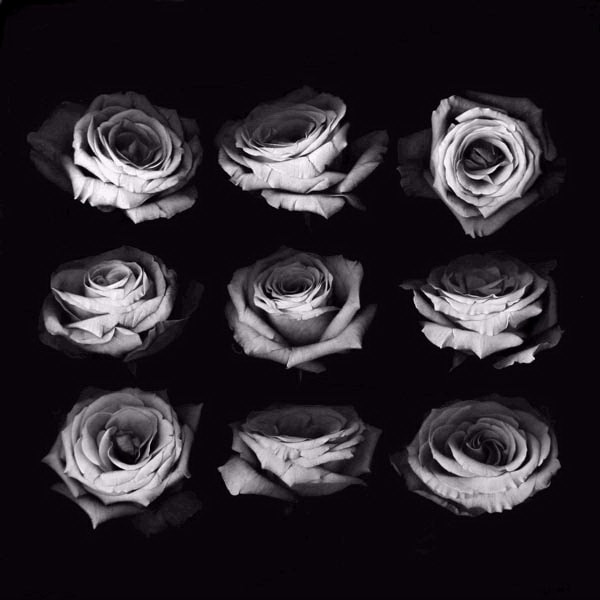 Tatyanna Klevenskiy Artwork - Nine Roses 48 x 48